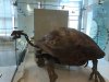 amnh 6.jpg