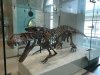 amnh 7.jpg