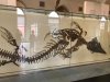 amnh 9.jpg