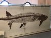 amnh 10.jpg