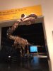 amnh 12.jpg