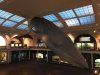 amnh 14.jpg