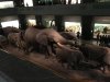 amnh 18.jpg