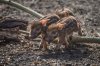 Red River Hog Babies.jpg
