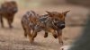 Red River Hog Babies2.jpg