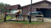 FW dec horses.jpg