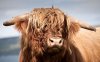 scottish-highland-cattle.jpg