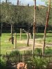 kidani animals.JPG