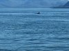 Orca.JPG