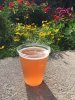 orange hibiscus.JPG