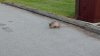 fw armadillo.jpg