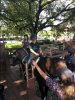Horse - J.jpg