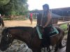 Horse - M.jpg