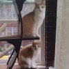 cats.jpeg