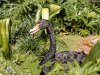 AK_Oasis swan 9310.jpg