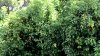 C10EF42F-C99F-46EF-8853-205ED53DEDFB.jpeg