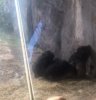 gorilla.jpg