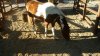 FW pinto pony.jpg