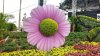 epcot FG pink flower.jpg