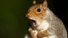 squirrel1-.jpg