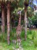 giraffe.jpg