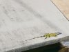 lizard.jpg