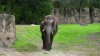 Elephant.jpg