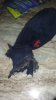 upload_2018-8-31_7-4-31.jpeg