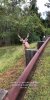 FW deer.jpg