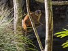 AK DiscIsland lemur 9136.jpg