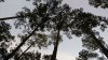 FWnov 16 trees sky.jpg