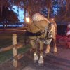 FW mar 2017 horse.jpg