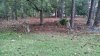 FW dec 20015 deer feeding.jpg