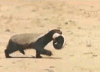 DeepSpryJanenschia-small.gif