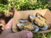 Mussells.jpg