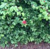 136970F0-2FDB-466A-8263-F1F28AC8E069.jpeg