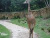 DSCF3142.JPG