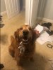 Baxter.jpg