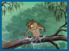 owl wet.gif