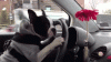 driving-boston-terrier.gif
