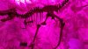 trex1.jpeg