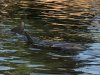 thumbnail_IMG_3340.jpg