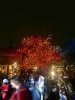 Halloween Tree.jpg