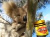 drop-bear-loves-vegemite.jpg