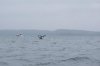 20180824_201808-24-EX-B__DSC0079_110-400x267.jpg