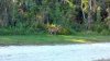 FW oct 2018 deer.jpg