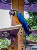 1850-AK DiscIsland macaw 1850.jpg