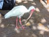 8698-AK ibis 8698.jpg