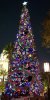 Tree DCA 2.JPG