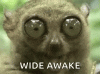 wideawake.gif